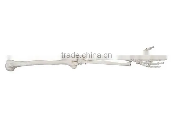 Vivid Human Body Anatomy Plastic Hand Bone Model photo-2