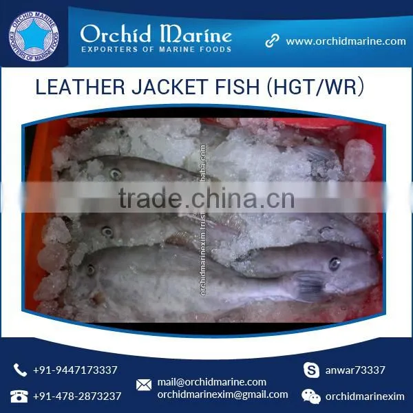 Top Quality Frozen Fresh Leather Jacket Fish (HGT/WR) photo-6