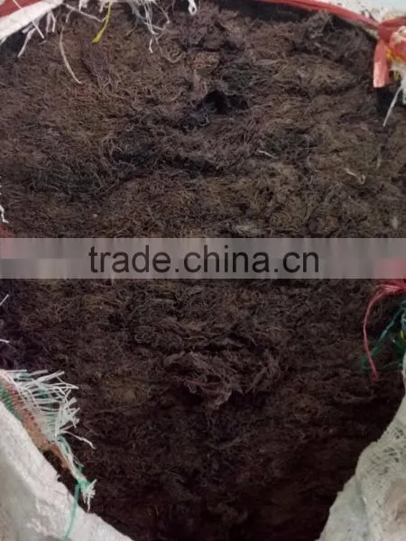 Gracilaria Seaweeds photo-6