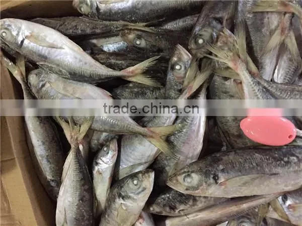 20 cm 25 cm Frozen Freeze Horse Mackerel photo-2