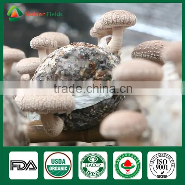 Mushroom Seller Fresh Dried Shiitake Mushroom Growing Log Shiitake Mushroom Spawn for Mushroom Farm photo-2