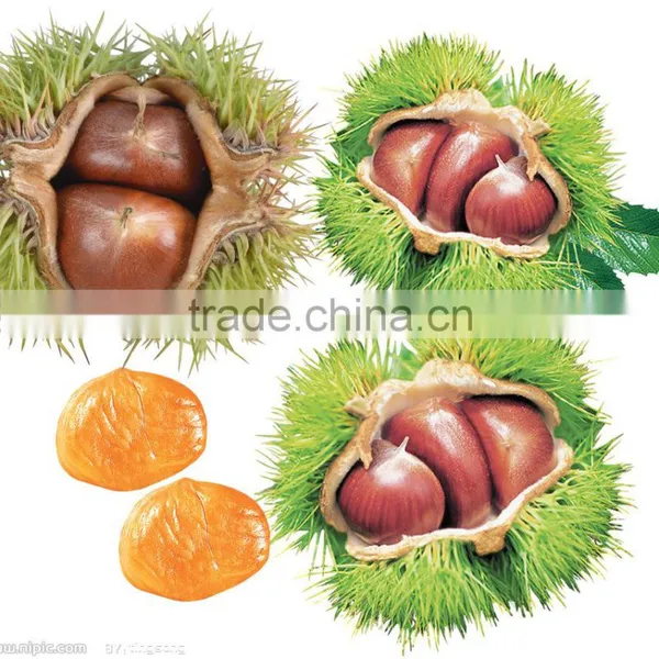 2016 Raw Organic Fresh Chestnuts photo-2