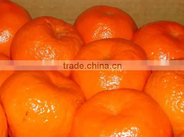 Fresh Mandarin photo-2