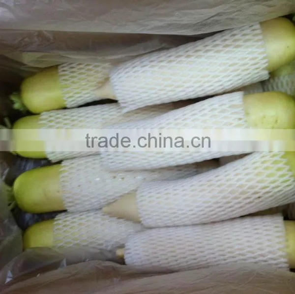 Fresh Radish Export to Maylasia photo-3