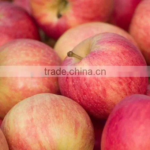 Fresh Gala Apple Sweet Juicy Gala Apple With Best Price Brand Yitian photo-4