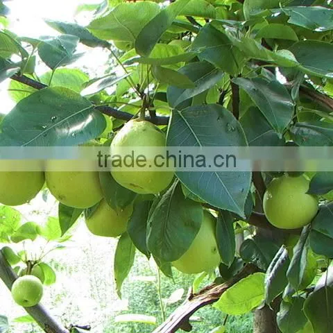 Fresh Early Su Pear Sweet Pear Exporter in China