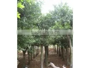 Ficus Altissima photo-4