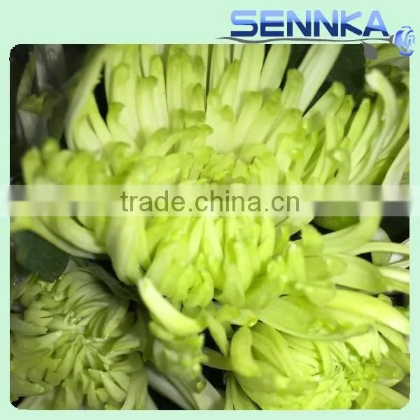Shinning Green Fresh Flowers Fresh Cut Daisy With Wholesale Price