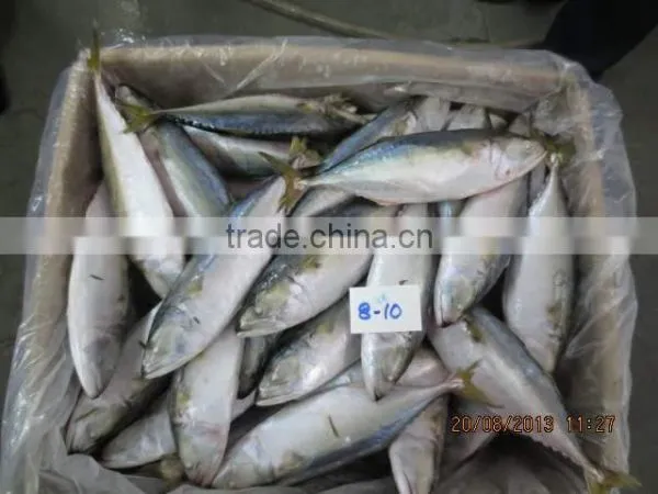 Frozen Indian Mackerel photo-3