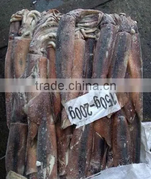 Peruvian Seafood of Illex Squid photo-2