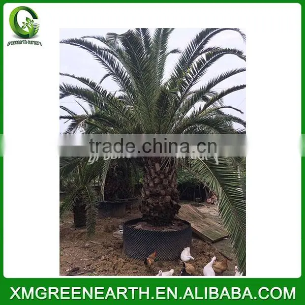 Phoenix Canariensis Palms Trunk 1-1.5m photo-2