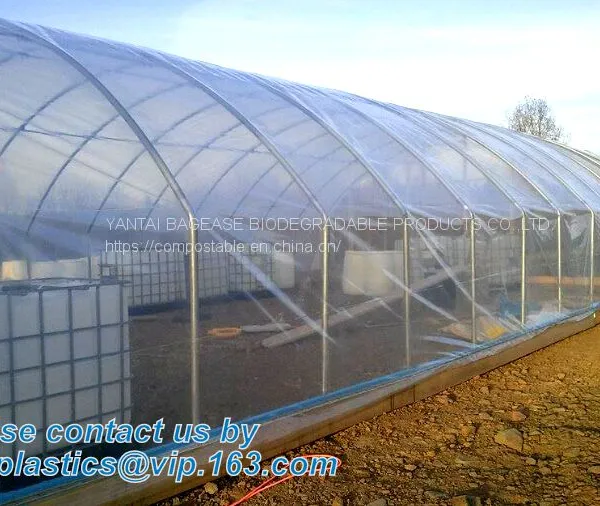 Plastic Film Agriculture Greenhouse,6 Mil Poly Anti-uv Plastic Greenhouse Film,Anti-fog UV Resistant,mushroom,TOMATO PAC photo-5