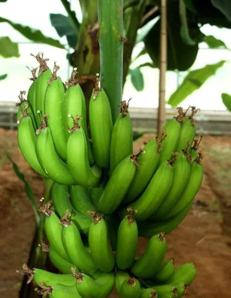 Automatic Industrial Green Banana Peeling Machine/banana Peeling Equipment/plantain Peeler Machine Skin Peel Removing Machine photo-6