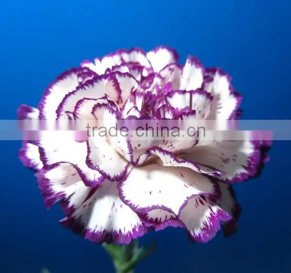 China Crazy Selling Fresh Cut Carnation Flower for Wholesale photo-2