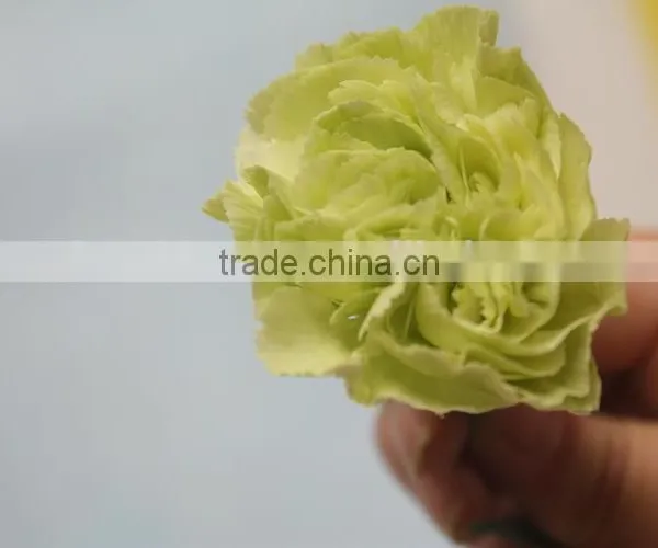 Various Hot-sale Fresh Flower of Green Carnation Flower photo-2