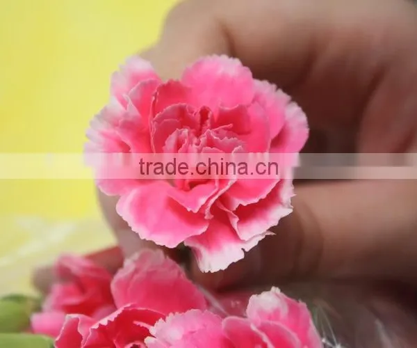 Good Smell Hot Sale Fresh Cut Carnations and Roses photo-5