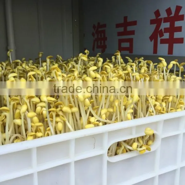 Hot Sale Automatic Bean Sprout Growing Machine, Bean Sprouting Machine,Bean Sprout Machine Price photo-5