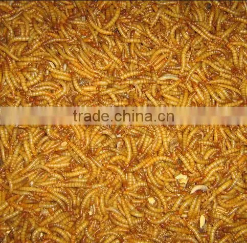 Dried Mealworms High Protein photo-2