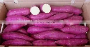 Viet Nam Sweet Potato photo-2