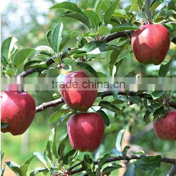 China Good Price Huaniu Apple With Best Price photo-5