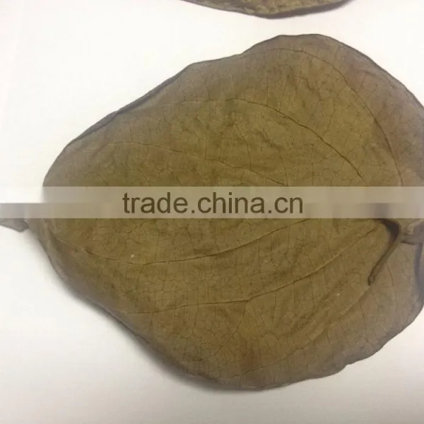 Dried Betel Leaf photo-4