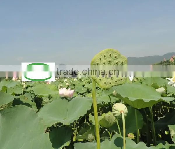 Nelumbo Nucifera Gaertn Lotus Nut Lotus Seeds photo-6