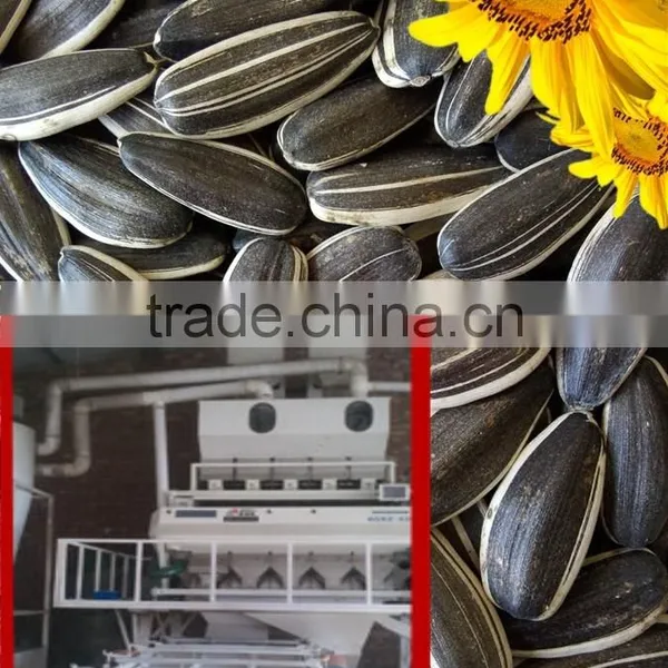 Cheap Bulk Chinese Organic Sunflower Seeds 5009 photo-2