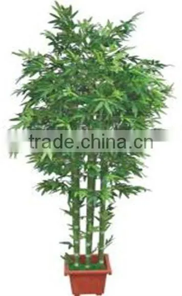 Garden Decorative Plants