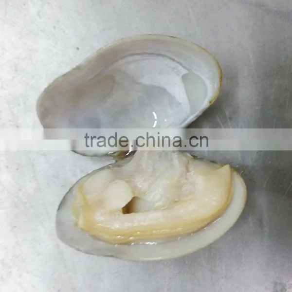 Clam Variety Tasty Seafood photo-2