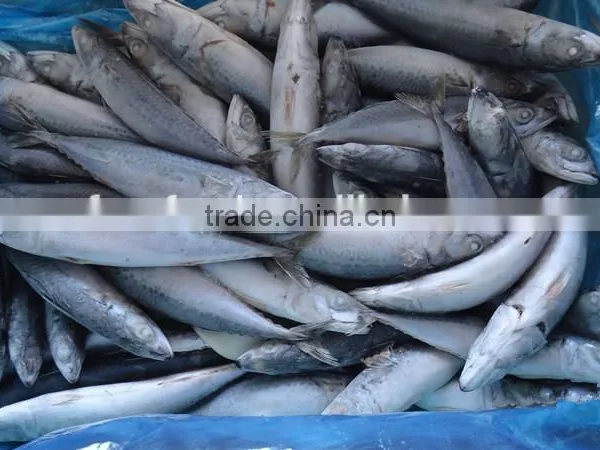 Canned Fish Frozen Mackerel photo-2