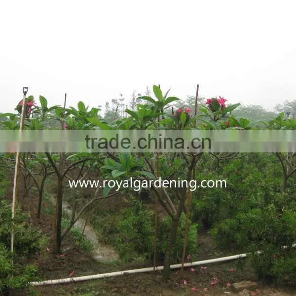 Plumeria Rubra Trees photo-2