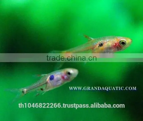 Dwawf Rasbora Fish For Sale and Export / Ornamental Fish Thailand photo-3