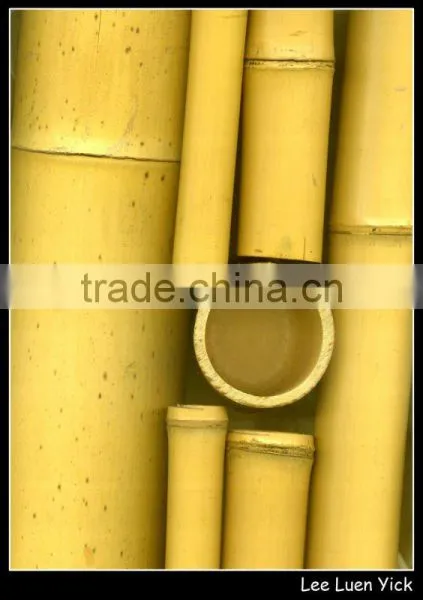 Bamboo Pole