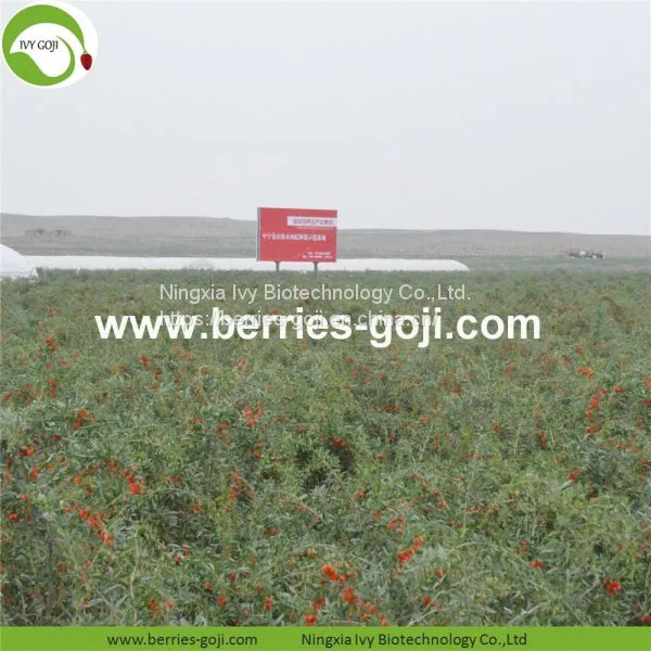 Factory Hot Sale Dried Himalayan Goji Berry photo-3