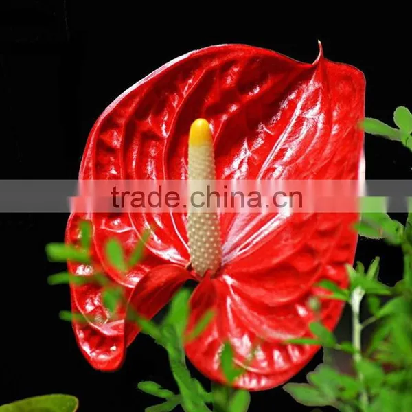 Durable Hotsell Red Anthurium Plant photo-6