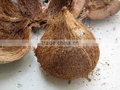 Fresh Semi Husk Cococnuts