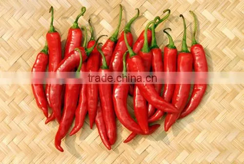 DRIED CHILLI POWDER FROM VIET NAM photo-6