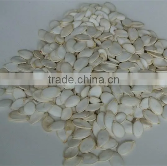 Snow White Pumpkin Seeds Kernels photo-2