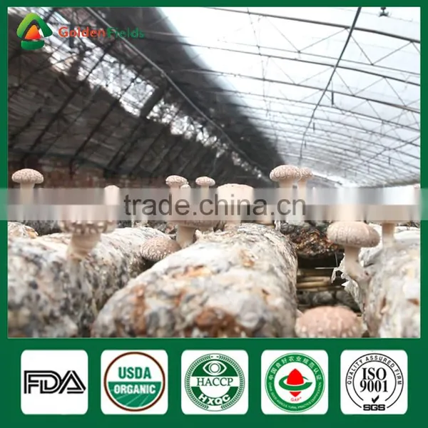 Professional Supplier of Shiitake Growing Mushrooms,Shiitake Mushroom Spawn photo-3