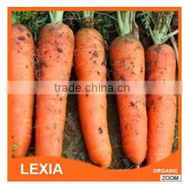 New Crop Fresh Red Carrots