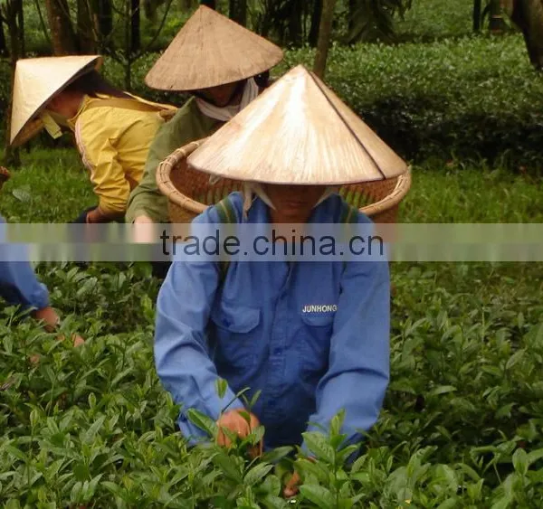Viet Nam High Quality Black Tea photo-3