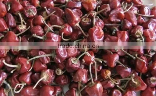 Bell Chilli From India photo-3