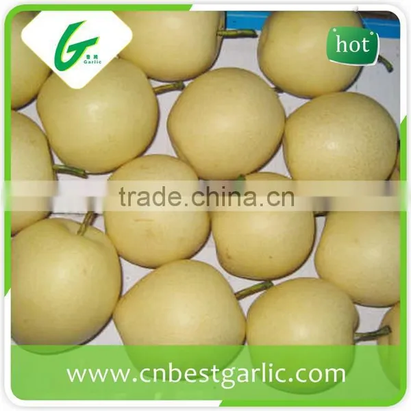 Chinese Crystal Bulk Fresh Crown Pear photo-6
