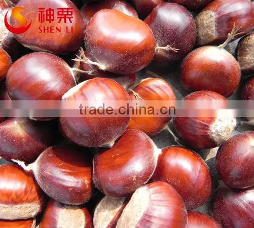Natural Sweet Easy to Peel Hebei Fresh Chestnuts photo-6