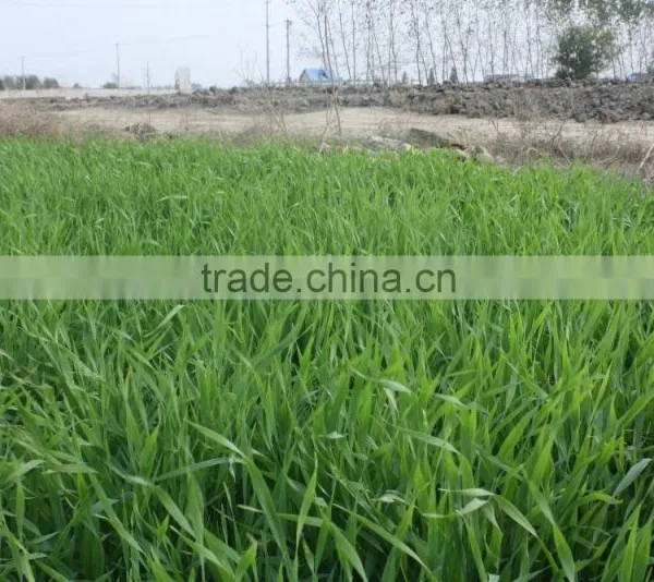 Hot Sale Barley Grass Powder photo-4