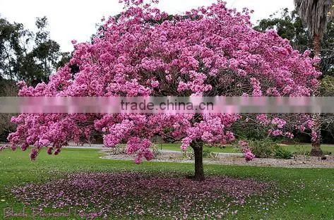 Tabebuia Pentaphylla photo-4