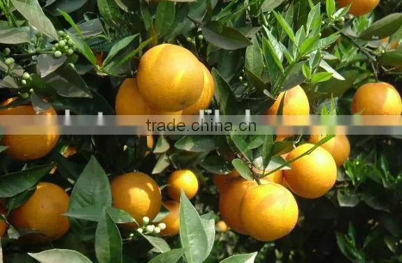 Plant Extract Grapefruit P.E. 90% Naringin photo-3