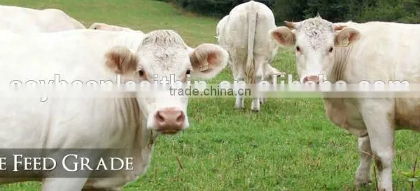 Hot Sell Manufacturer Supply Water Soluble Soya Lecithin photo-4
