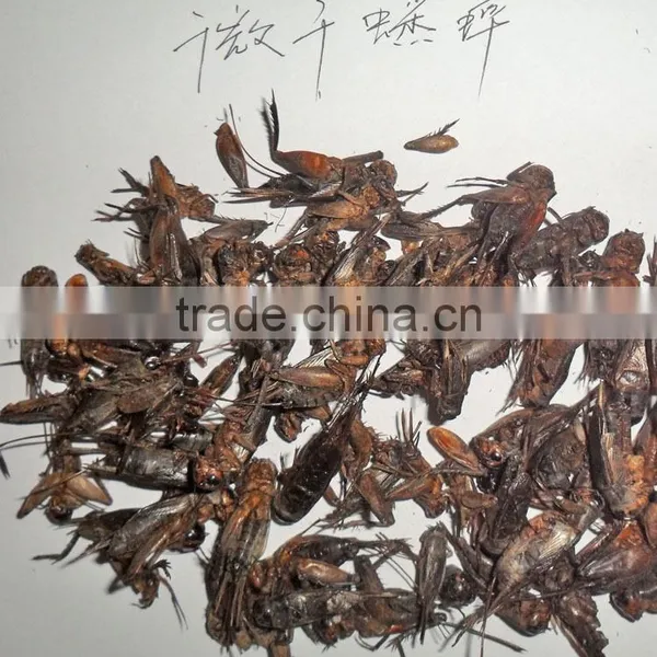 Dried Crickets for Chicken and Bird photo-2