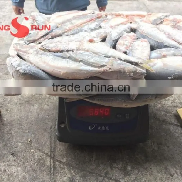 Frozen Mackerel for Sale photo-3